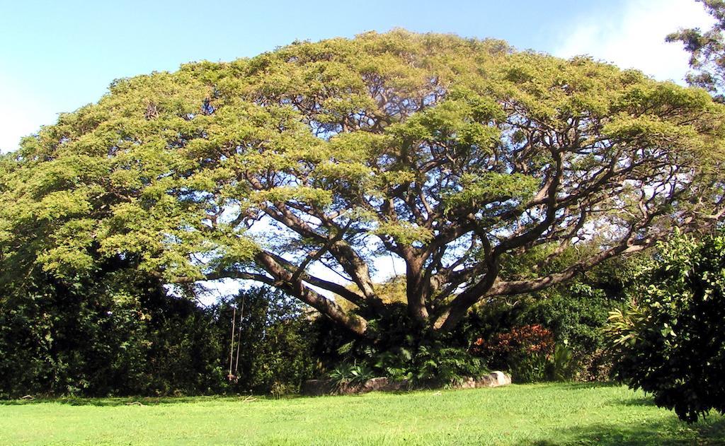 Banyan Tree B&B Retreat Makawao Esterno foto