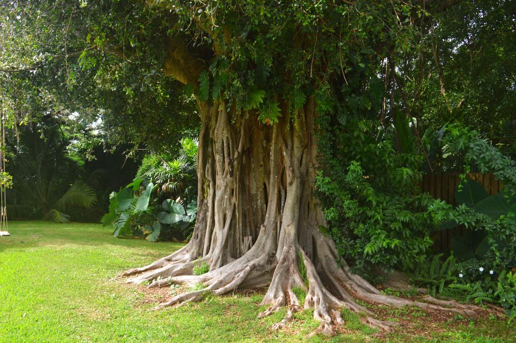 Banyan Tree B&B Retreat Makawao Esterno foto